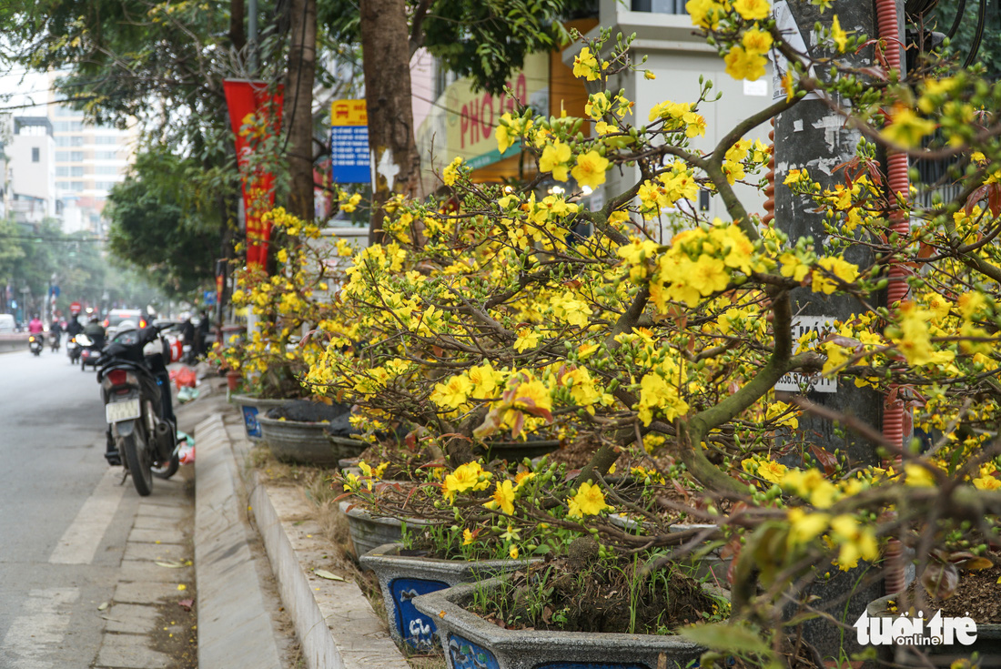 Mai Tết ở Hà Nội chưa năm nào vắng khách như năm nay, người bán lo lỗ - Ảnh 2.