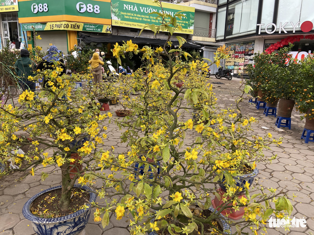Chiều cuối cùng năm Tân Sửu: Các điểm bán đào, quất, lan... ở Hà Nội ế khách, hoa bó đắt hàng - Ảnh 4.
