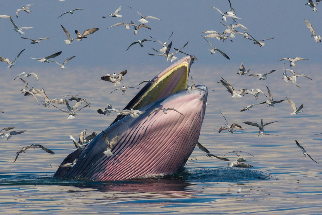 Loài cá voi vừa được ghi nhận năm trước, năm sau sắp tuyệt chủng - Ảnh 3.