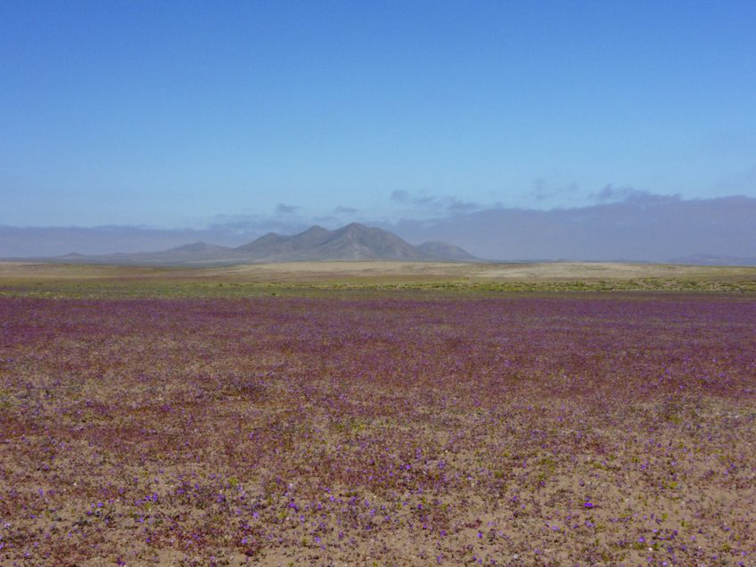 Chile bảo vệ hiện tượng sa mạc nở hoa độc đáo tại Atacama - Ảnh 5.