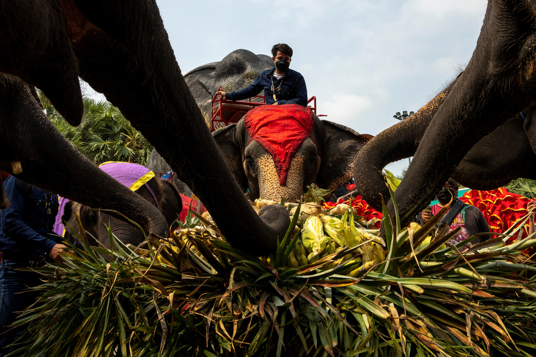 Thái Lan mở tiệc buffet cho voi - Ảnh 5.