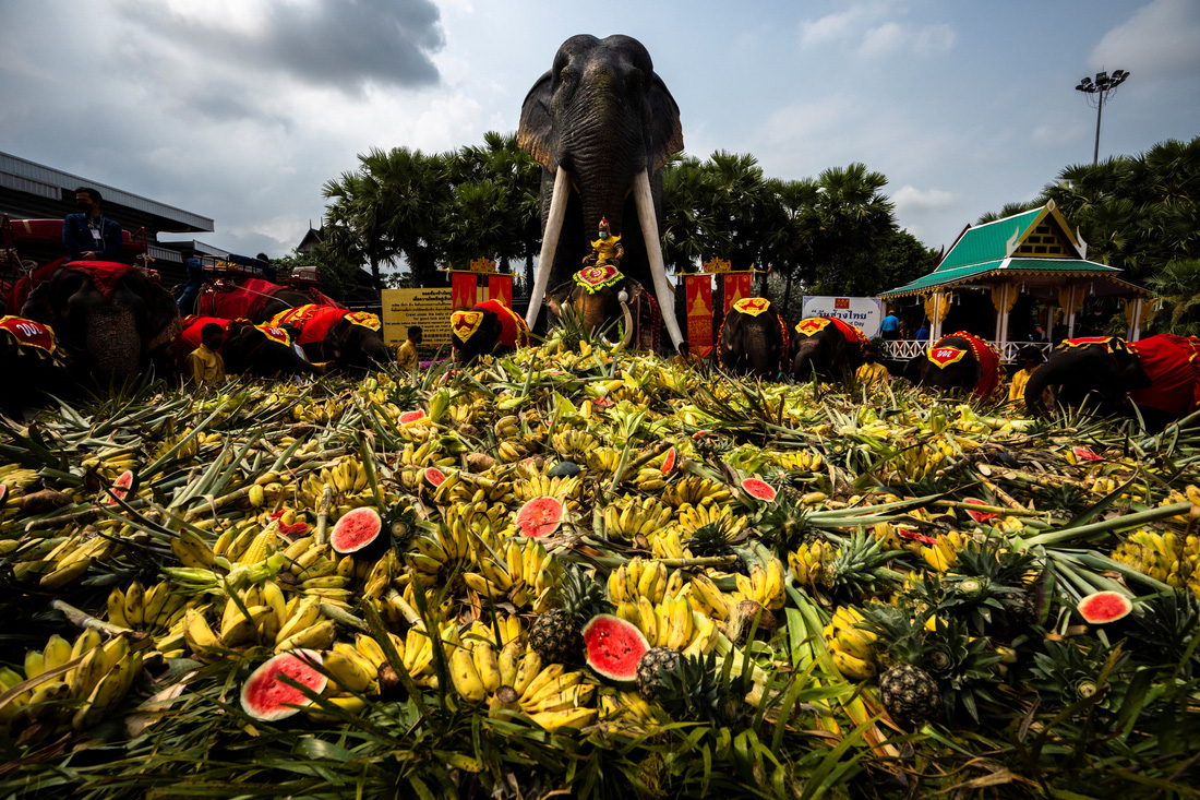Thái Lan mở tiệc buffet cho voi - Ảnh 4.