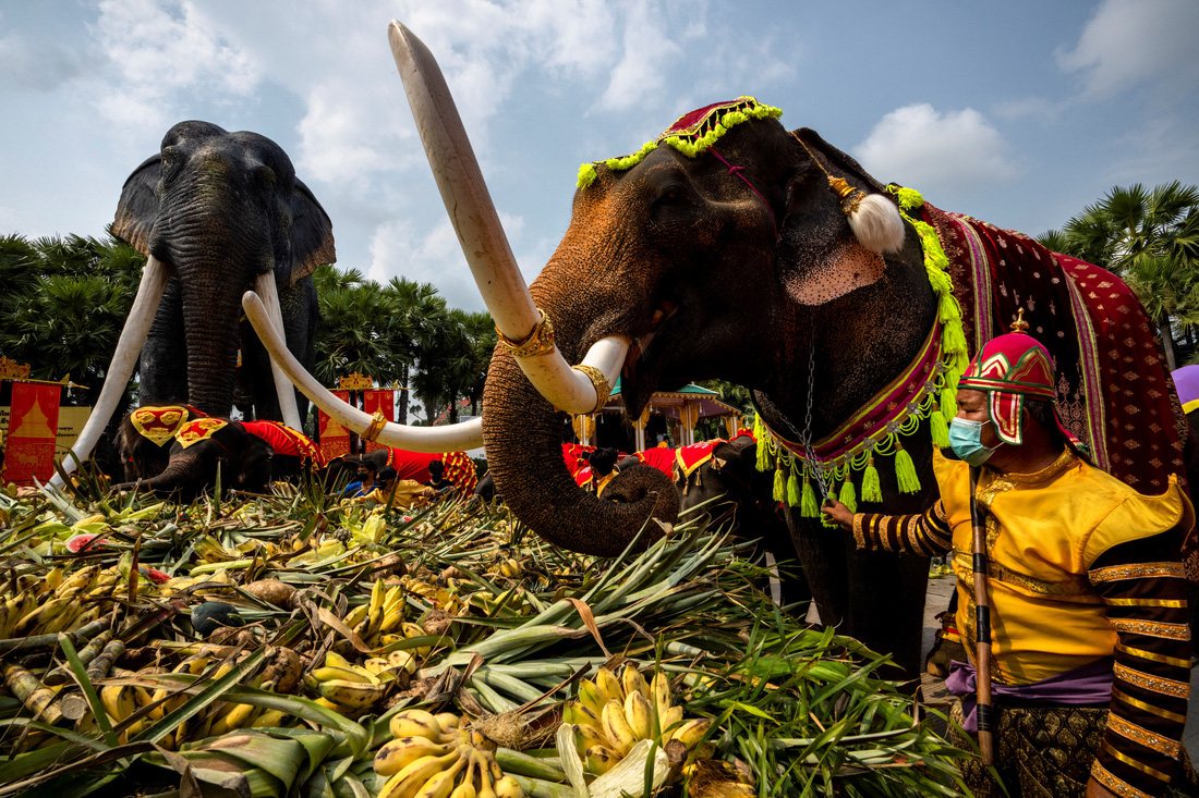 Thái Lan mở tiệc buffet cho voi - Ảnh 3.
