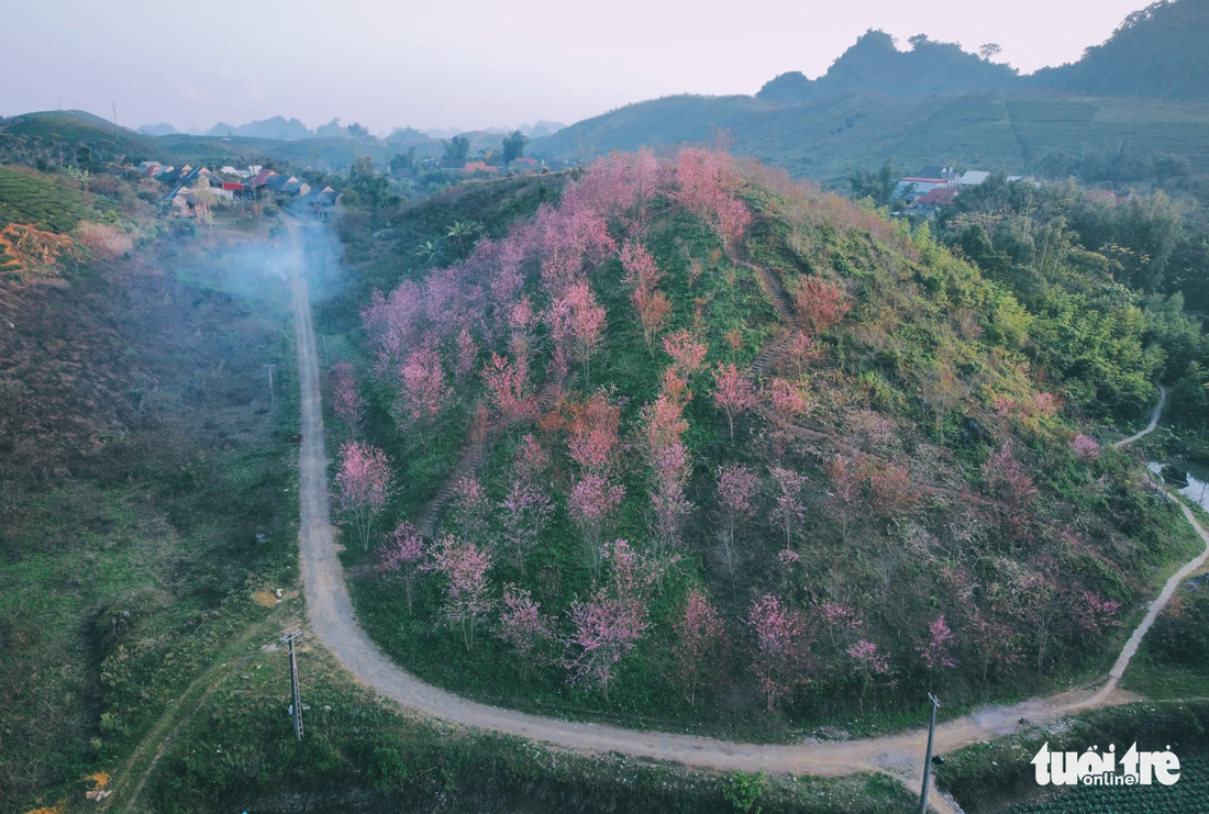 Rời đô thị về quê làm ‘thổ địa Mộc Châu’ - Ảnh 6.