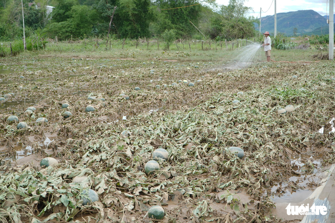 Nước mắt người trồng dưa hấu bên dòng Vu Gia sau lũ trái mùa - Ảnh 1.