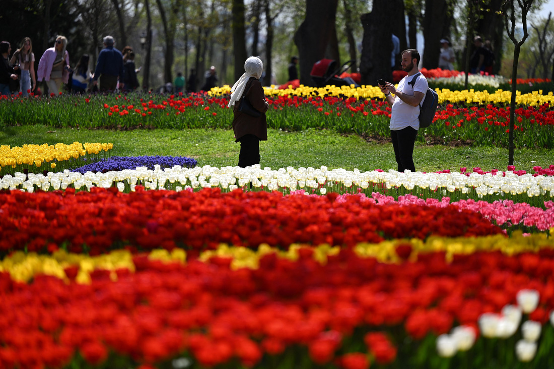 Hàng triệu bông tulip bung nở trong lễ hội hoa  - Ảnh 2.