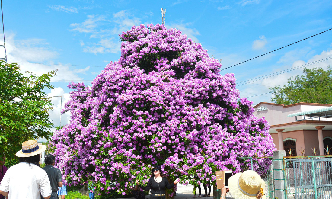 Cây bằng lăng thần thánh ở Bình Thuận đã bung rực hoa - Ảnh 1.