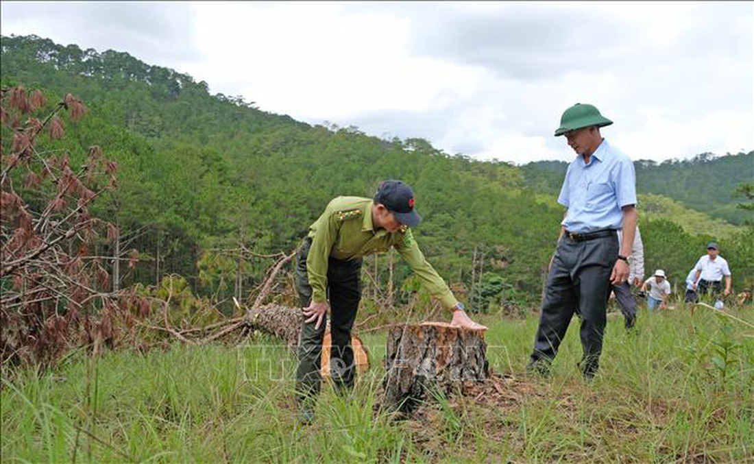 Chủ tịch tỉnh Lâm Đồng kiểm tra vụ phá rừng thông quy mô lớn tại Đà Lạt - Ảnh 1.