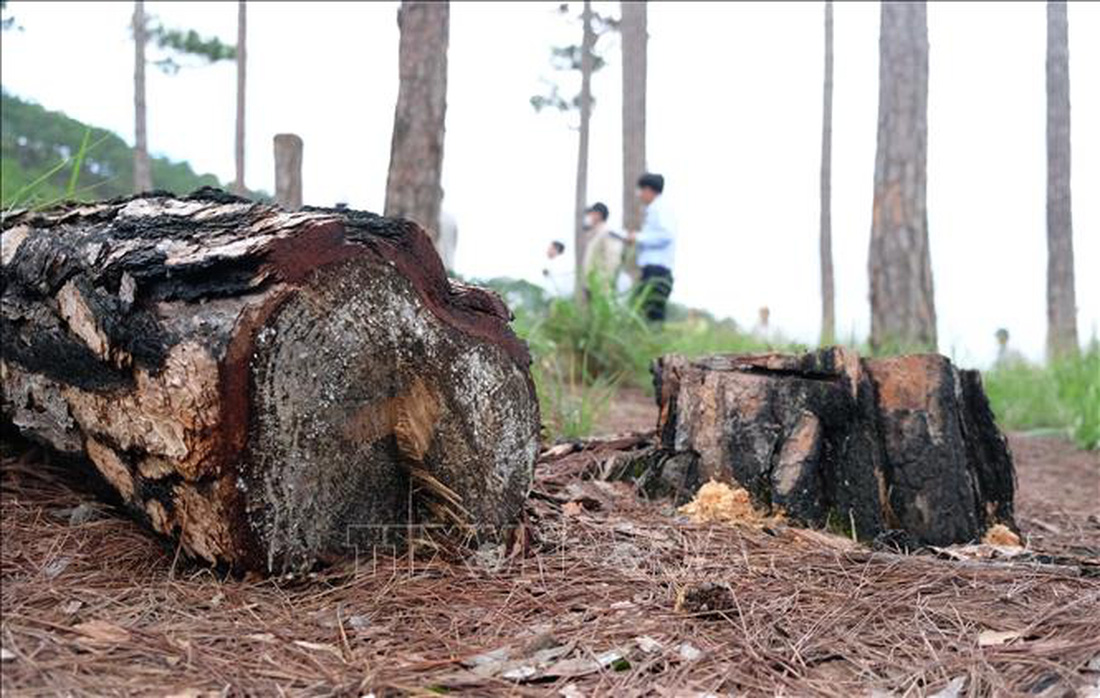 Chủ tịch tỉnh Lâm Đồng kiểm tra vụ phá rừng thông quy mô lớn tại Đà Lạt - Ảnh 5.