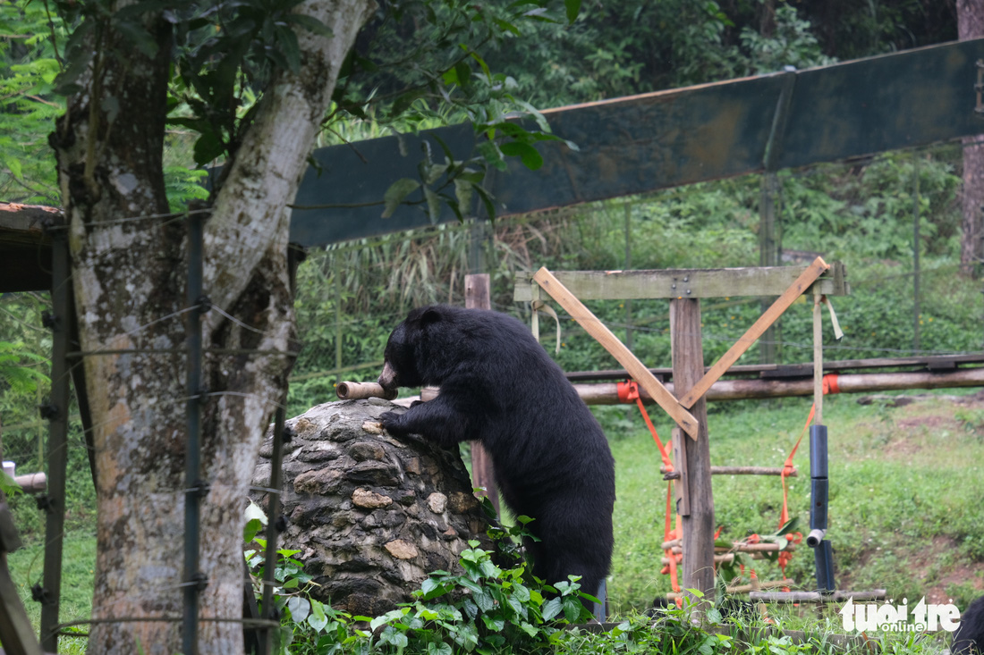 Tăng Thanh Hà cùng sao quốc tế trải nghiệm chăm sóc gấu tại Việt Nam - Ảnh 6.