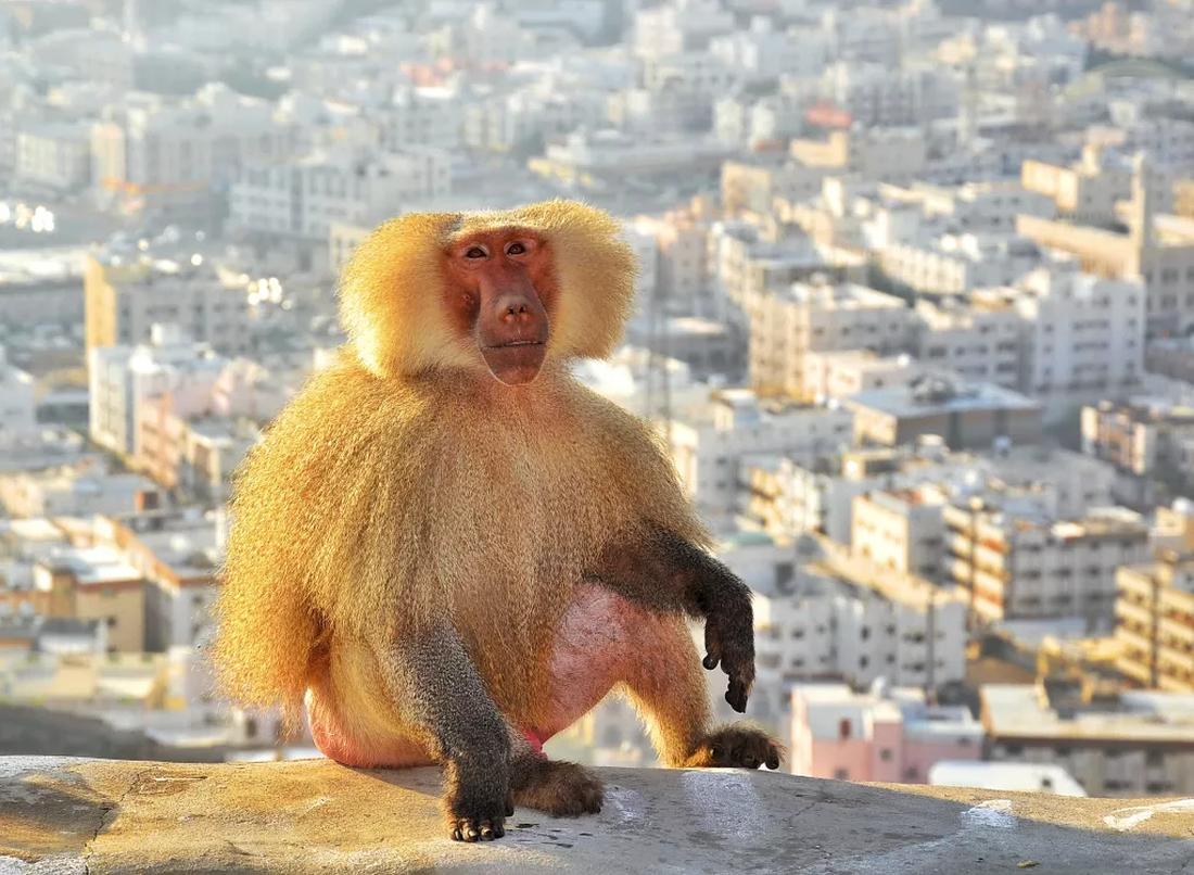 Độc đáo hình ảnh cuộc sống động vật hoang dã chốn phố thị của nhiếp ảnh gia thế giới - Ảnh 7.