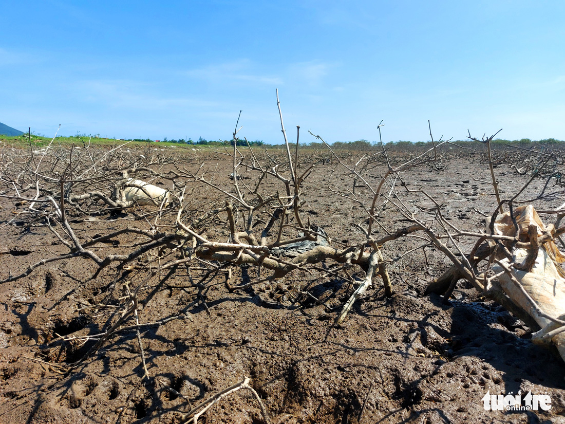 Khẩn trương xử lý hàng chục hecta rừng ngập mặn bị chết ở Hà Tĩnh - Ảnh 3.
