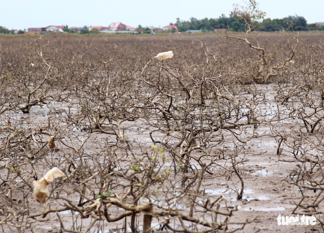 Khẩn trương xử lý hàng chục hecta rừng ngập mặn bị chết ở Hà Tĩnh - Ảnh 4.