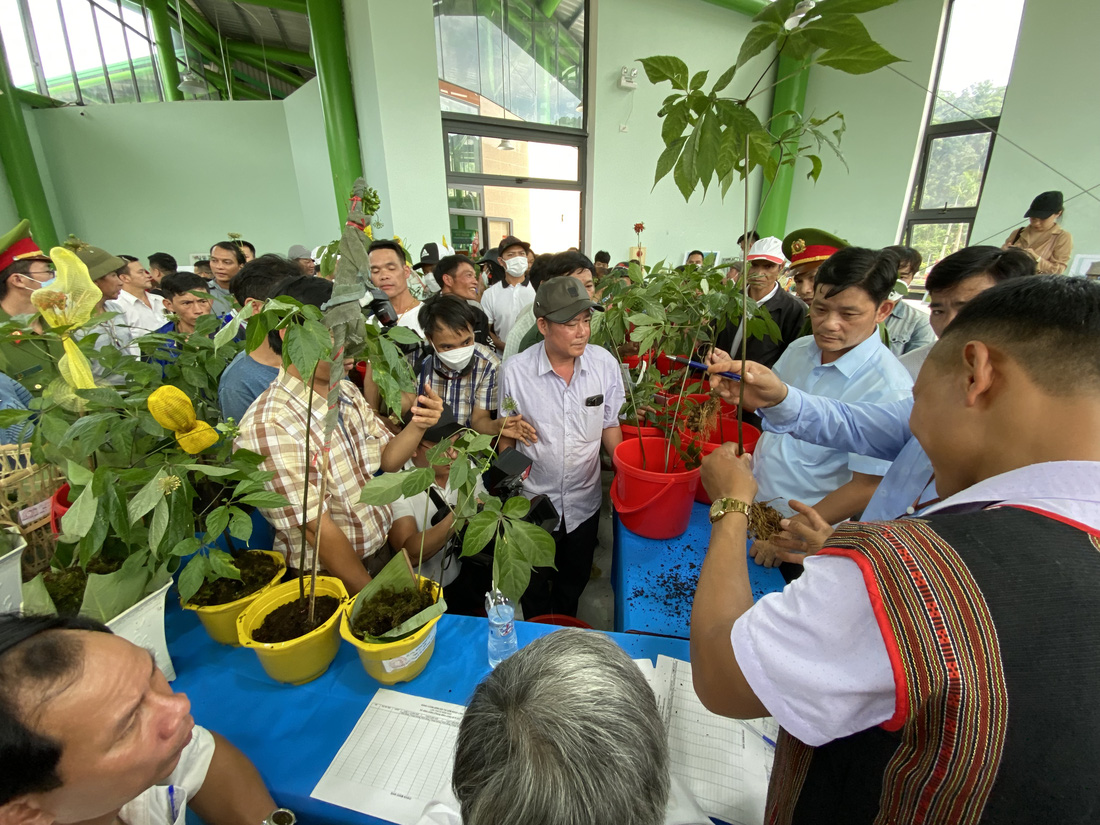 Du khách thú vị xem hội thi sâm Ngọc Linh ở thủ phủ sâm Nam Trà My - Ảnh 4.