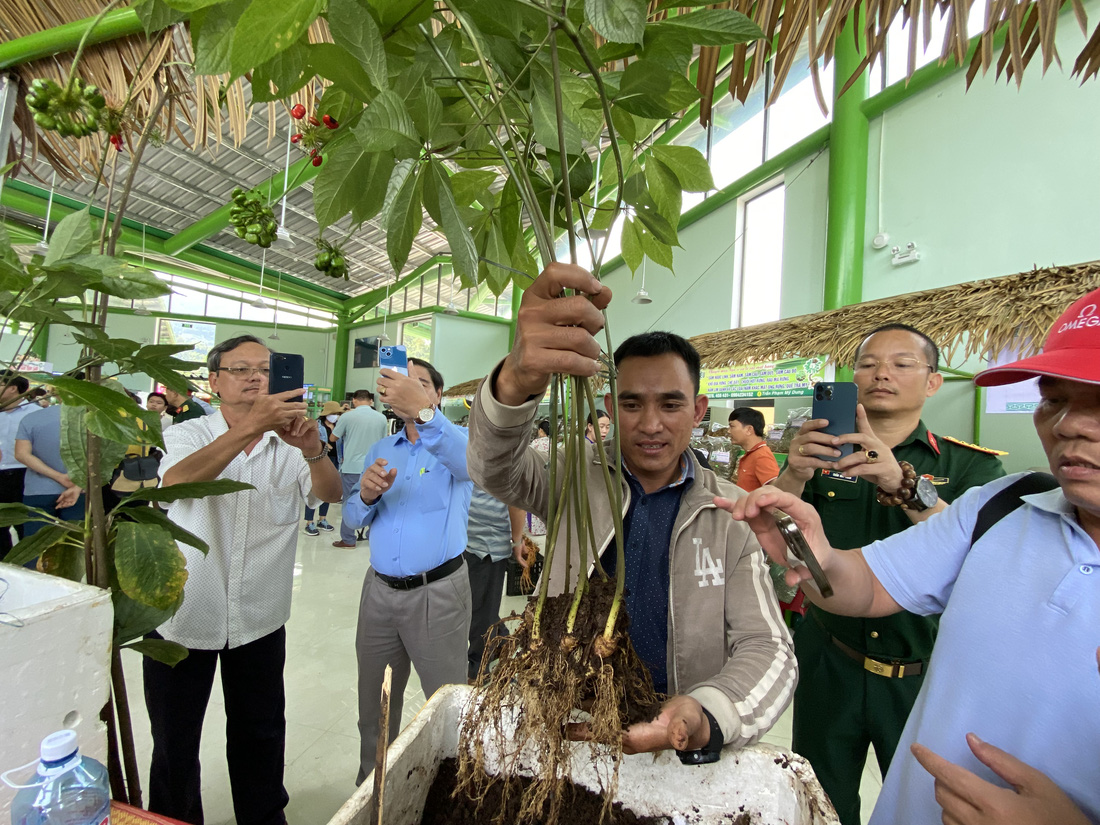 Du khách thú vị xem hội thi sâm Ngọc Linh ở thủ phủ sâm Nam Trà My - Ảnh 6.