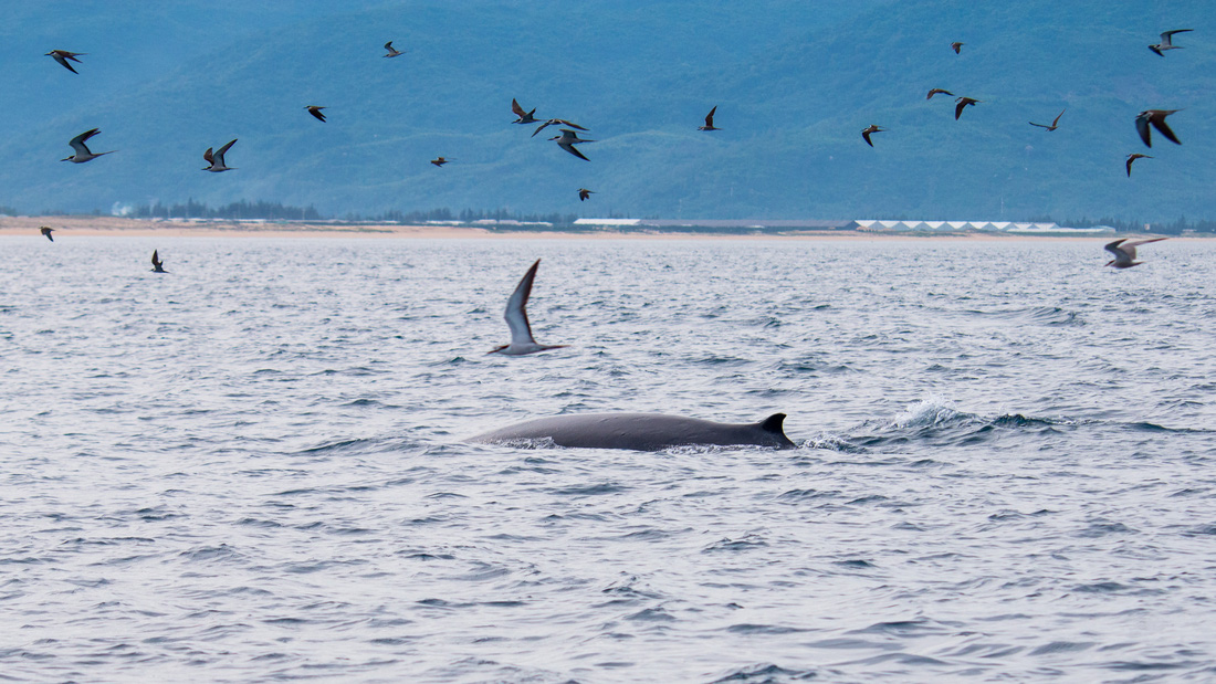 Thích thú, vỡ òa với khoảnh khắc chứng kiến cá voi săn mồi trên biển Đề Gi - Ảnh 5.