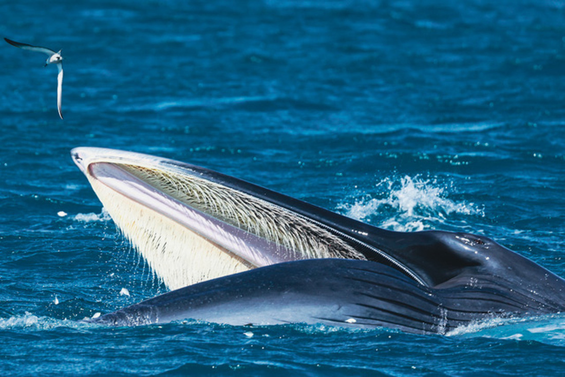 Nhiếp ảnh gia chia sẻ kinh nghiệm săn ảnh cá voi ở biển Đề Gi - Ảnh 6.