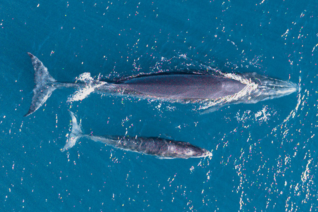 Nhiếp ảnh gia chia sẻ kinh nghiệm săn ảnh cá voi ở biển Đề Gi - Ảnh 10.