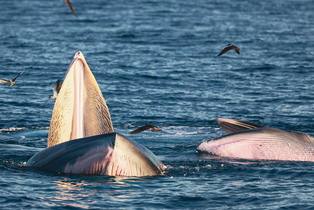 Nhiếp ảnh gia chia sẻ kinh nghiệm săn ảnh cá voi ở biển Đề Gi - Ảnh 11.