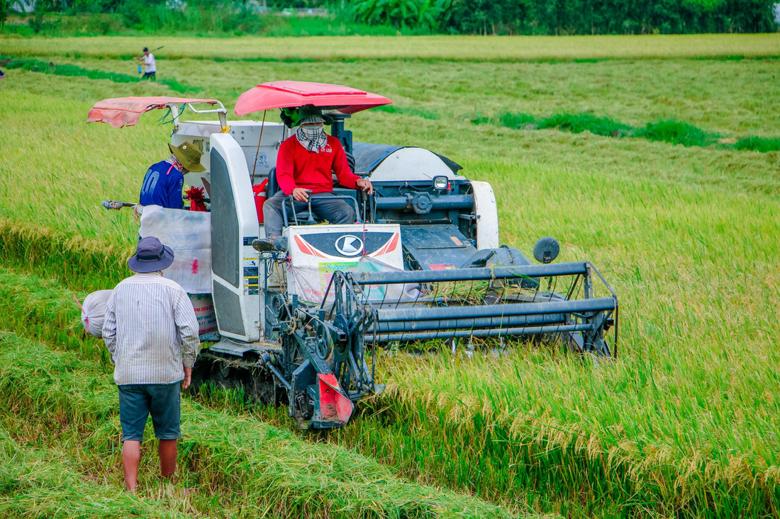 Tin sáng 31-8: Trước lễ 2-9 giá rau tăng, giá hoa giảm; thời tiết thuận lợi, đề phòng mưa dông - Ảnh 4.