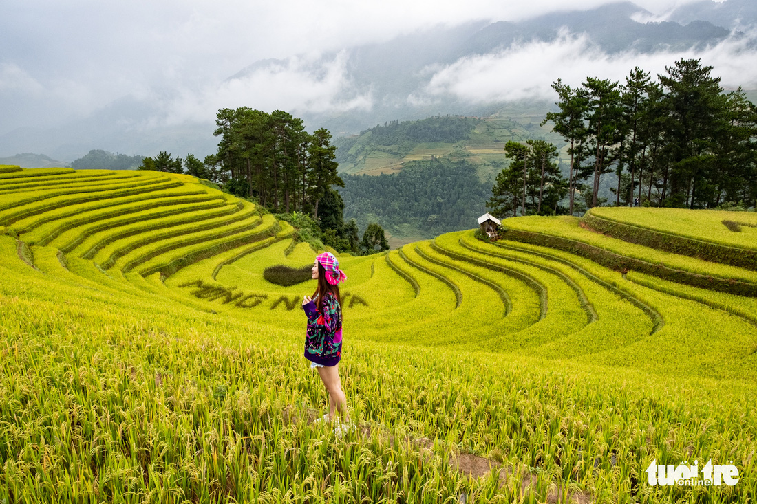 Từng đoàn xe nối nhau đi ngắm mùa vàng ở Mù Cang Chải - Ảnh 8.