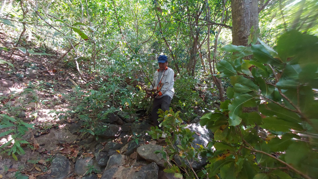 Săn mai rừng ở đảo Nam Du - Ảnh 5.