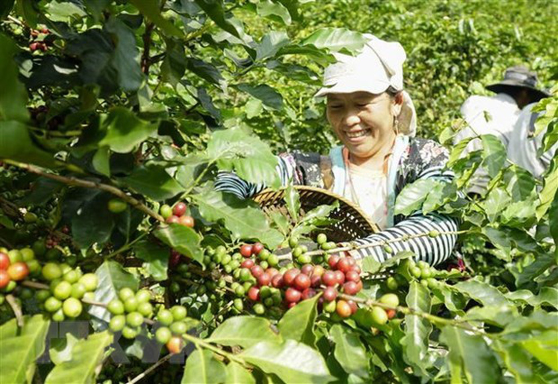 Niềm vui của người dân xã Tỏa Tình, huyện Tuần Giáo, tỉnh Điện Biên khi vụ cà phê được mùa, được giá - Ảnh: TTXVN