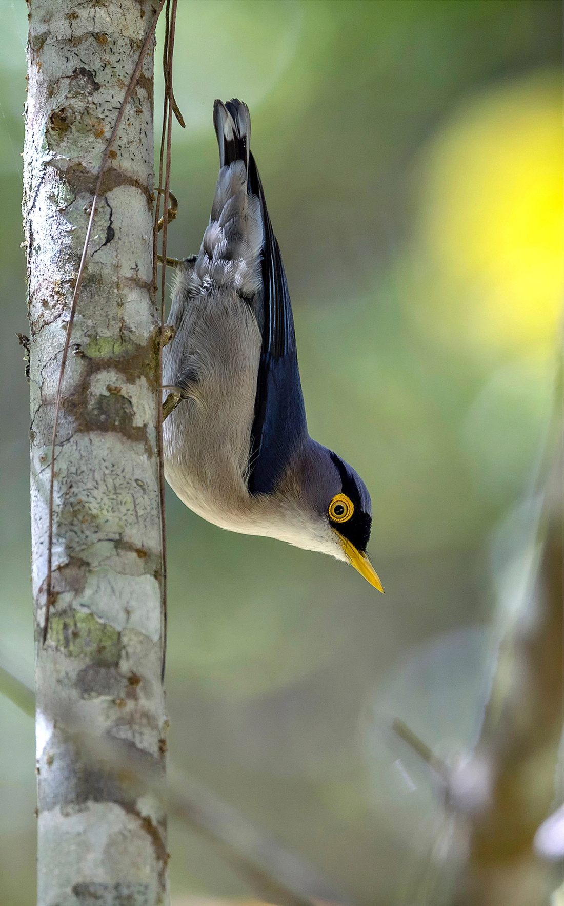 Tác phẩm Trèo Cây Mỏ Vàng (Yellow-billed Nuthatch) đoạt giải chim đặc hữu, cận đặc hữu ấn tượng.