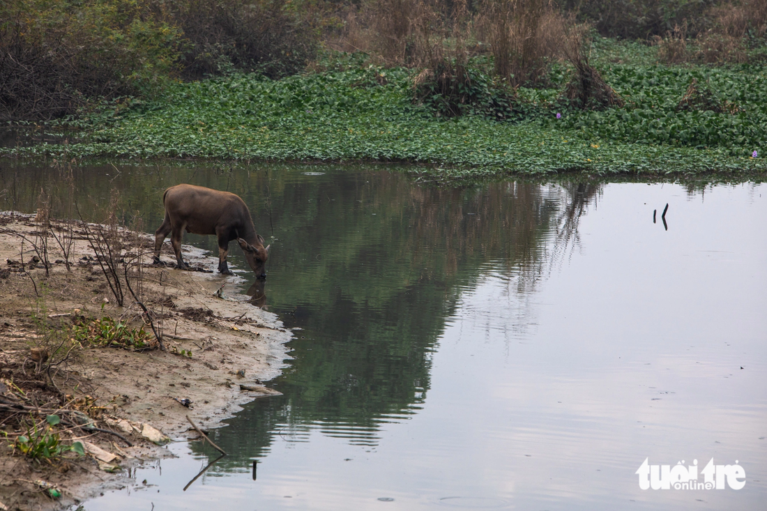 Sông Đáy trên địa bàn huyện Hoài Đức (Hà Nội) đang bị ô nhiễm nghiêm trọng