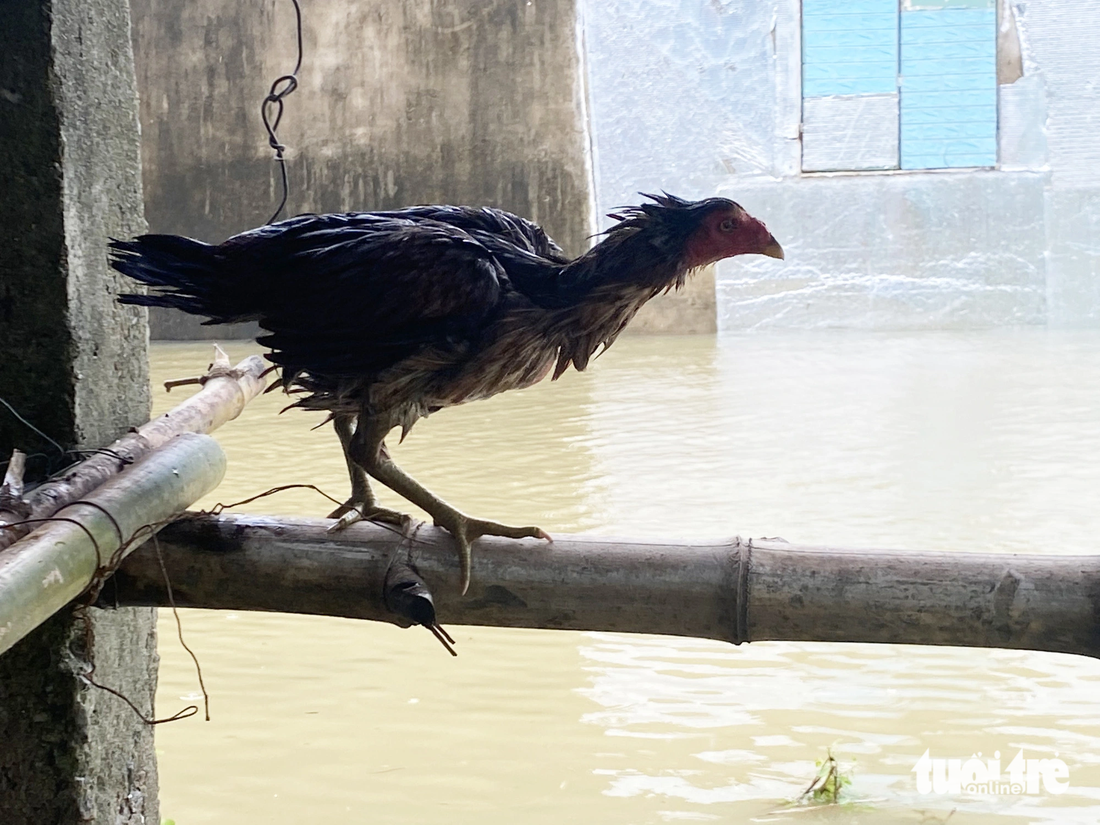 Con gà ướt sũng vì mưa và nước lũ - Ảnh: LÊ TRUNG
