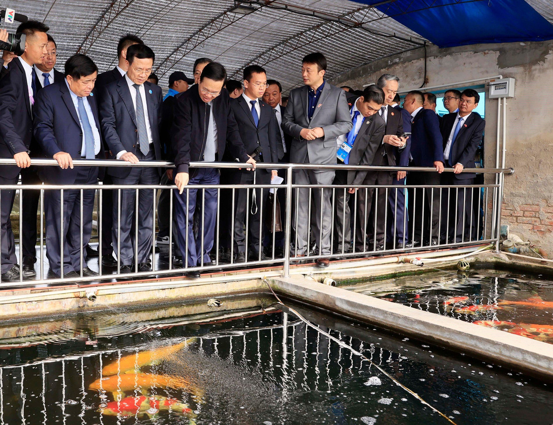 Chủ tịch nước và đoàn cấp cao Việt Nam tham quan mô hình nuôi cá cảnh ở thôn Tiểu Lỗ - Ảnh: TTXVN