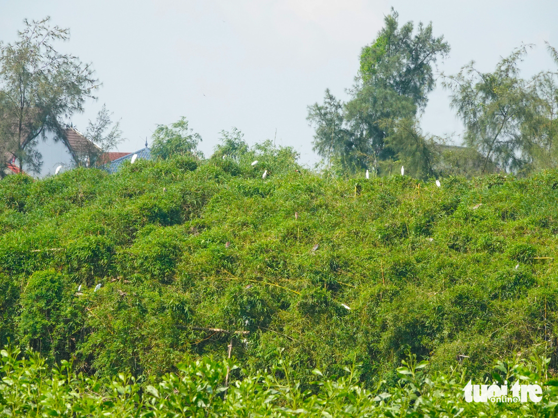 Một lùm cây dùng để đơm, bẫy chim mùa di cư tại huyện Nghi Xuân - Ảnh: LÊ MINH