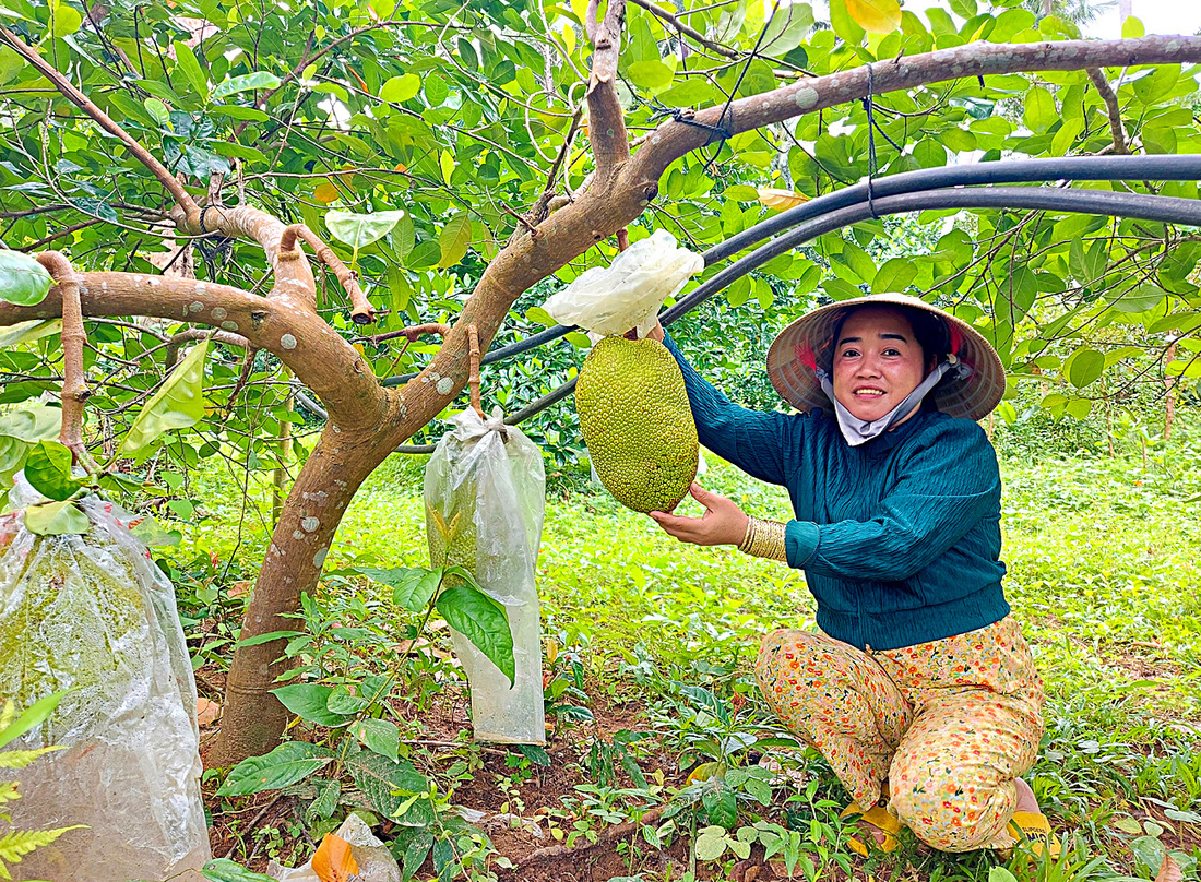 Đất đai ở Hòn Sơn chủ yếu pha cát nhưng nhờ dòng nước ngầm nên cây trái ở địa phương đều xanh tốt cho quả ngon ngọt Chị Huỳnh Thị Mai tích trữ nước suối để phục vụ ăn uống