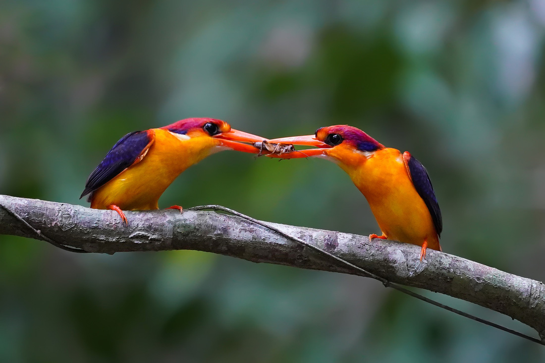 Chim bồng chanh đỏ (Black-backed Kingfisher)