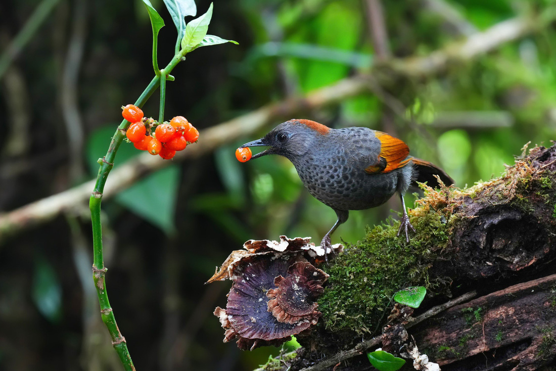 Khướu Ngọc Linh (Golden-winged Laughingthrush)