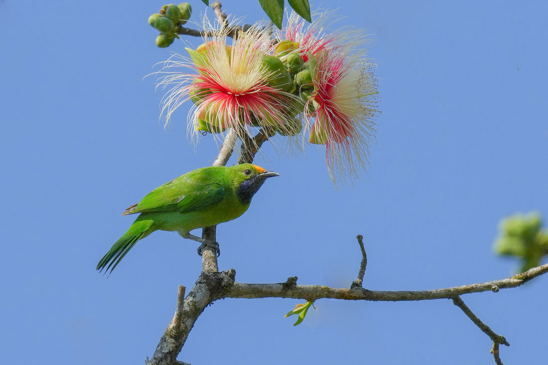 Chim xanh trán vàng (Golden-fronted Leafbird)