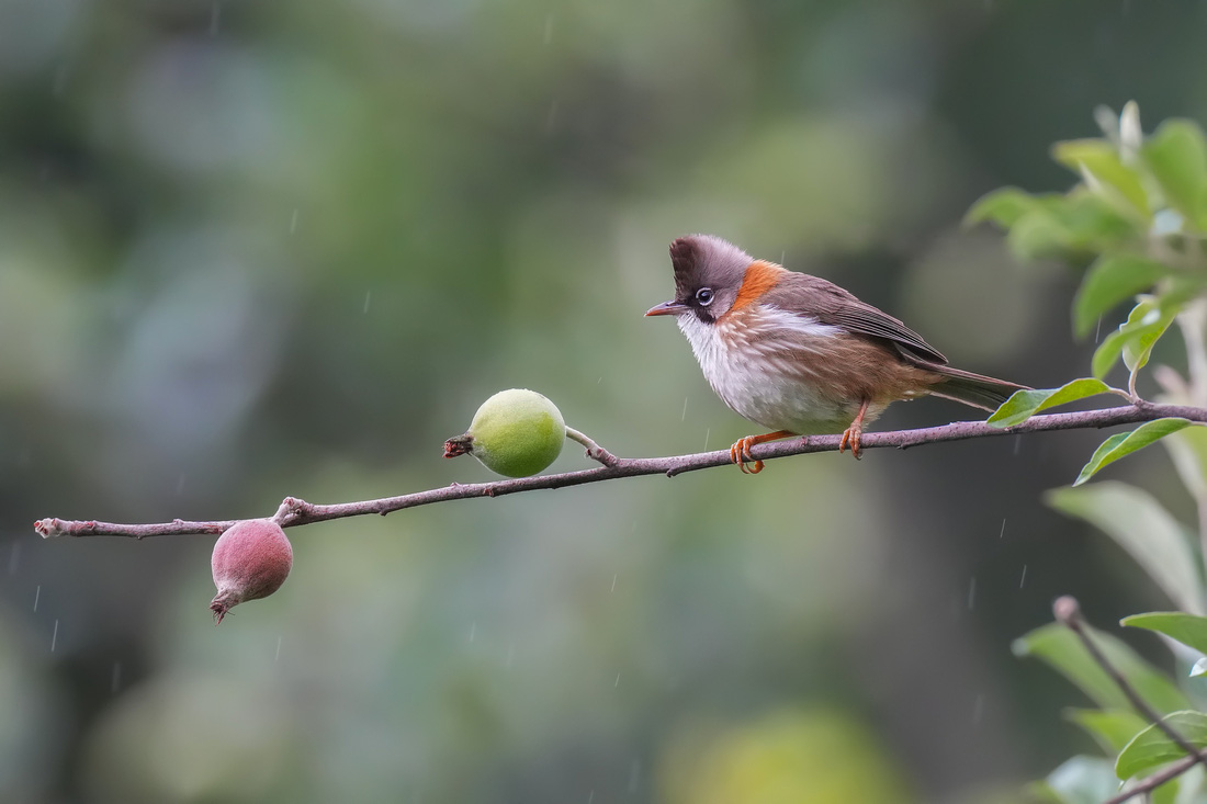 Khướu mào cổ hung (Whiskered Yuhina)