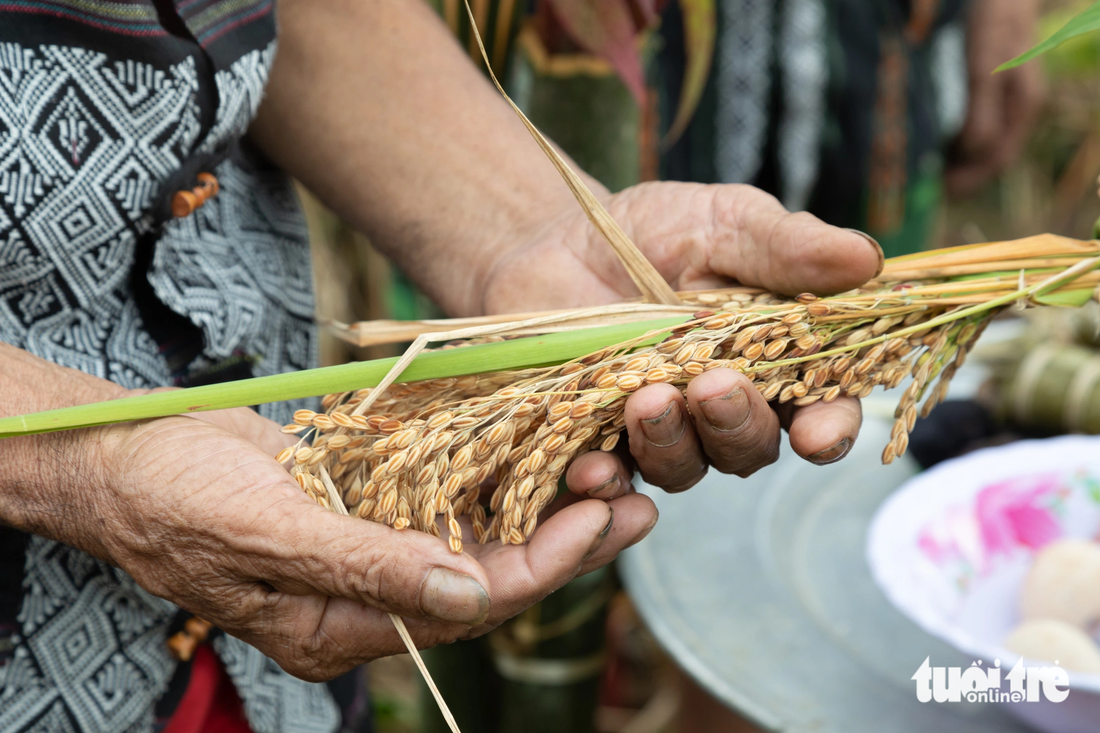 Phần không thể thiếu của nghi lễ là hạt lúa chắc mẩy vừa được hái trên rẫy
