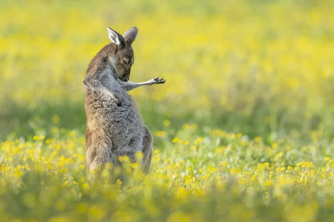&quot;Tôi lái xe ngang qua một đàn chuột túi xám đang kiếm ăn trên cánh đồng đầy hoa màu vàng. Tôi mang theo máy ảnh nên dừng lại chụp vài bức ảnh. Tôi đột nhiên nhận thấy một &quot;anh chàng&quot; đặc biệt tạo dáng như đang chơi đàn ghi ta vậy&quot;, nhiếp ảnh gia Jason Moore chụp ảnh tại Perth (Úc).