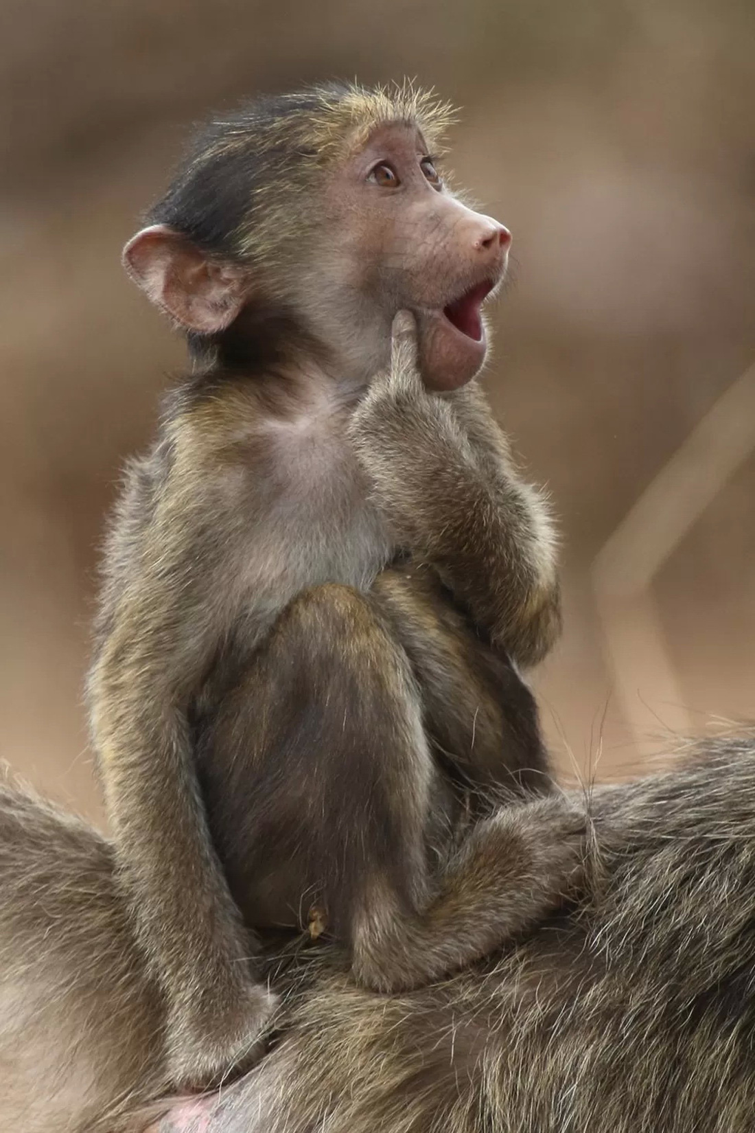 Chú khỉ đầu chó đang pha trò trên lưng mẹ. Ảnh do Brigitte Alcalay Marcon chụp tại Vườn quốc gia Kruger (Nam Phi).