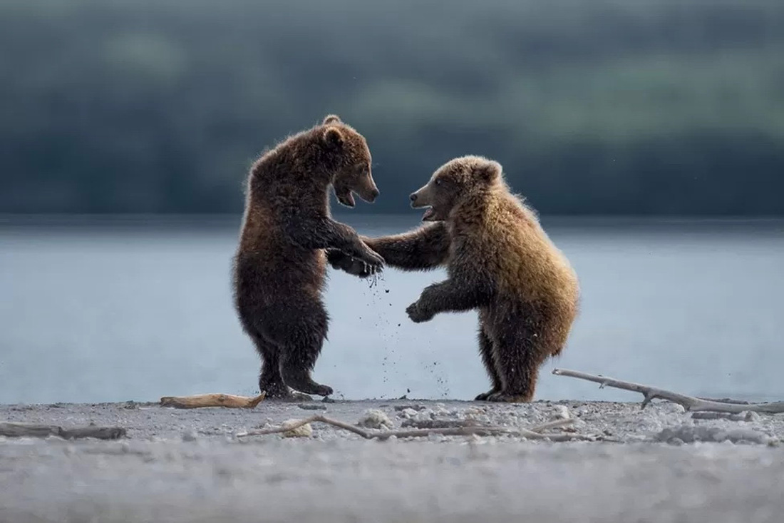 &quot;Tại Công viên quốc gia Katmai (Mỹ), gấu xám có rất nhiều và do đó nơi đây là thiên đường của các nhiếp ảnh gia. Tuy nhiên, thử thách ở đây là chụp được một khung hình độc đáo&quot;, tác giả Thomas Vijayan cho biết.