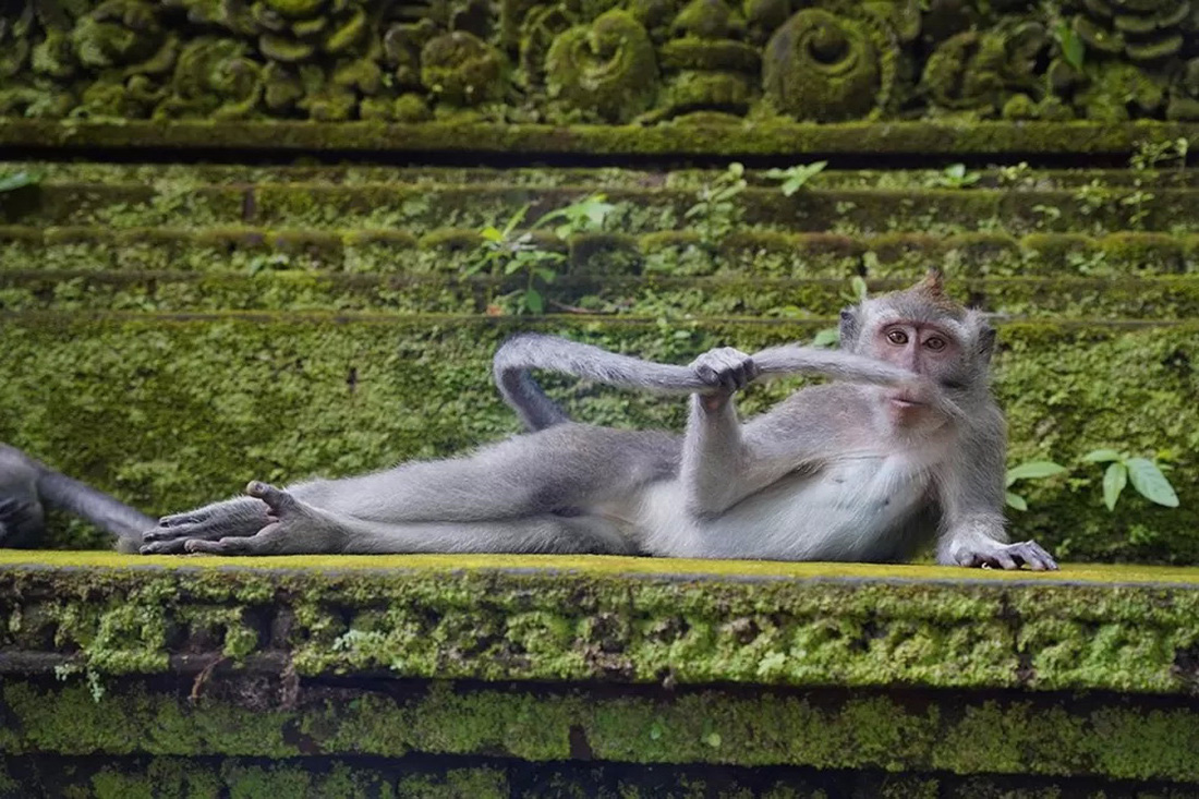 Tác phẩm chụp tại khu rừng khỉ ở Ubud, Bali (Indonesia). &quot;Đây là một nơi khỉ là vua&quot;, nhiếp ảnh gia Delphine Casimir nói.