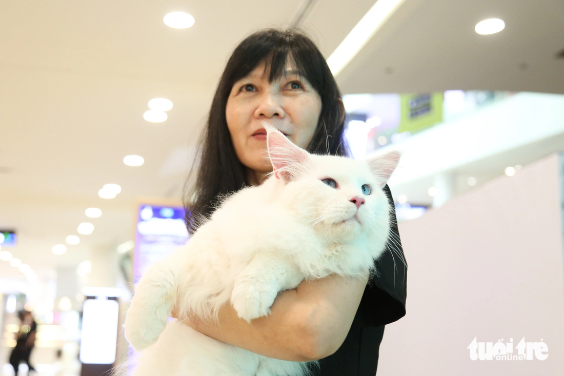 Chú mèo maine coon (mèo Mỹ lông dài) từ Nha Trang vào TP.HCM để “đi show”. Chú mèo này được nhiều “fan hâm mộ” vây quanh bởi kích cỡ đến 8kg