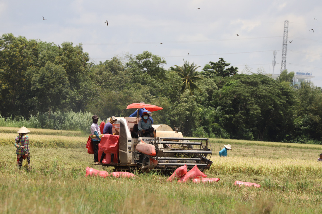 Lúa gạo vẫn đang trên đà xuất khẩu rất tốt, trong đó mở rộng thêm thị trường mới. Trong ảnh: Thu hoạch lúa tại tỉnh Sóc Trăng - Ảnh: CHÍ QUỐC