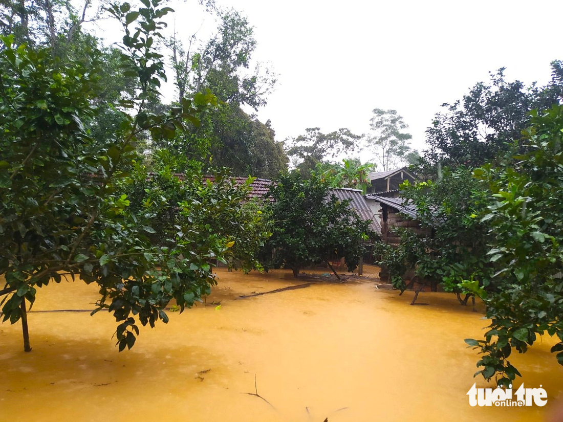 Một vườn bưởi của người dân huyện Hương Khê ngập trong nước lũ - Ảnh: LÊ MINH
