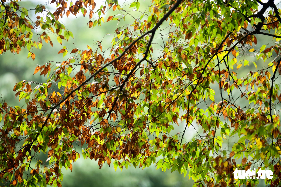 Vào mùa thu, toàn bộ cây ở khu vực công viên chuyển màu vàng, tạo nên sắc đỏ nên thơ