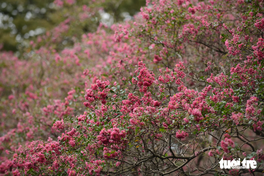 Mỗi mùa trong năm công viên Yoyogi lại thay cho mình một chiếc áo mới với những hương sắc của các loài hoa. Mùa thu, bên cạnh lá vàng, người đến tham quan còn có cơ hội ngắm những cây tường vi lâu năm