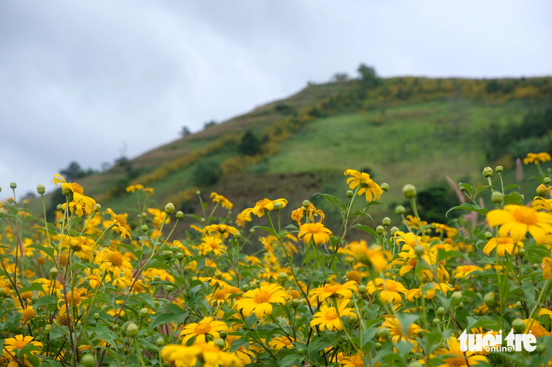 Wild sunflowers bloom around October-November every year - Photo: DINH CUONG