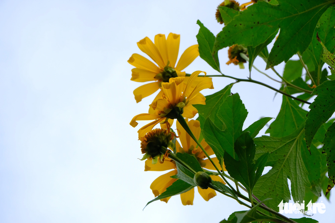 Wild sunflowers grow naturally everywhere in Gia Lai - Photo: DINH CUONG