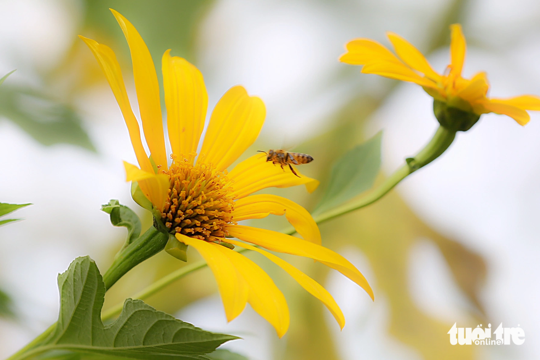 Wild sunflowers attract many bees to get honey - Photo: HOANG Tung